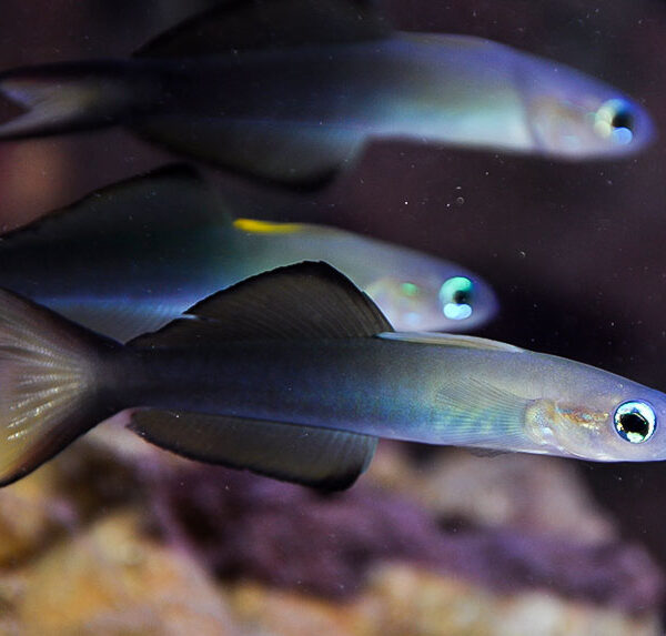 نیزه ماهی دم قیچی