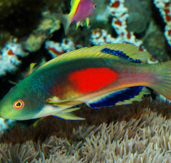 راس فرشته اسکات