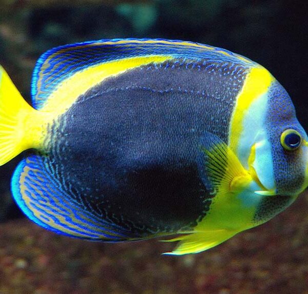 فرشته ماهی اسکریبلد