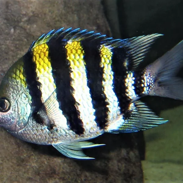 دامسل سرگروهبان