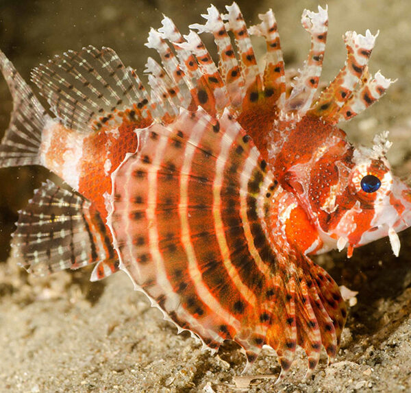 خروس کوتوله ( باله کوتاه)