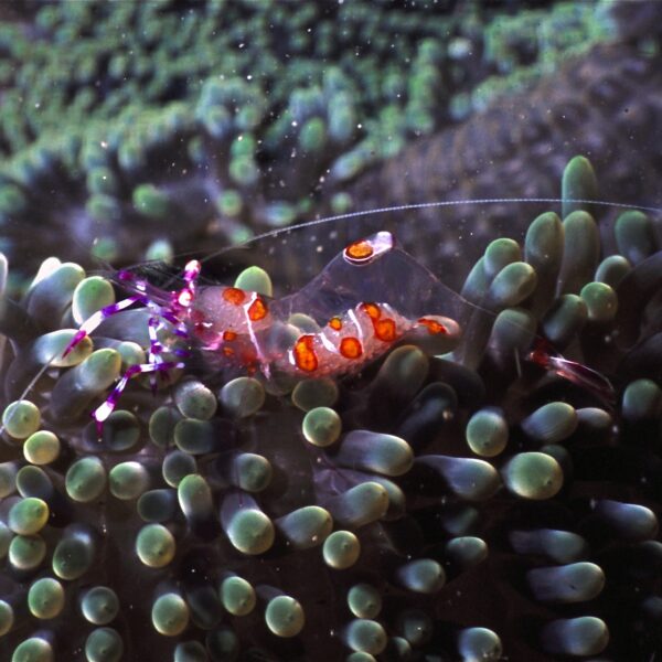 میگو شقایق شیشه ای