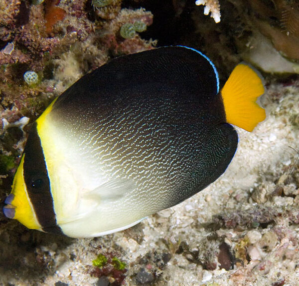 فرشته ماهی سنگاپوری