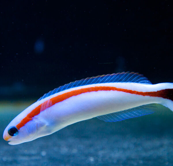 کاشی ماهی خط قرمز