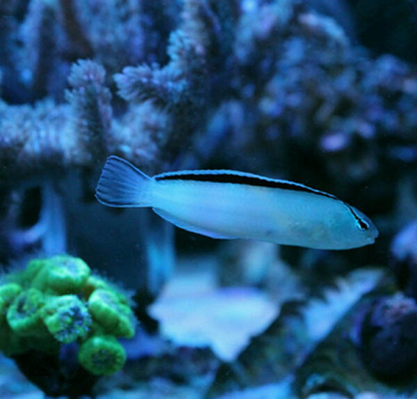 بلنی اسمیتی