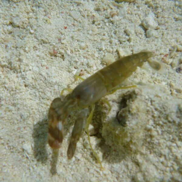 میگوی همزیستی