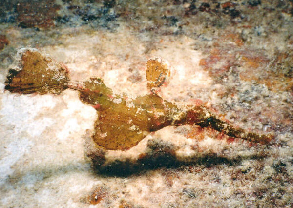 گوست پایپ فیش