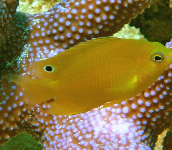 دامسل آمبون