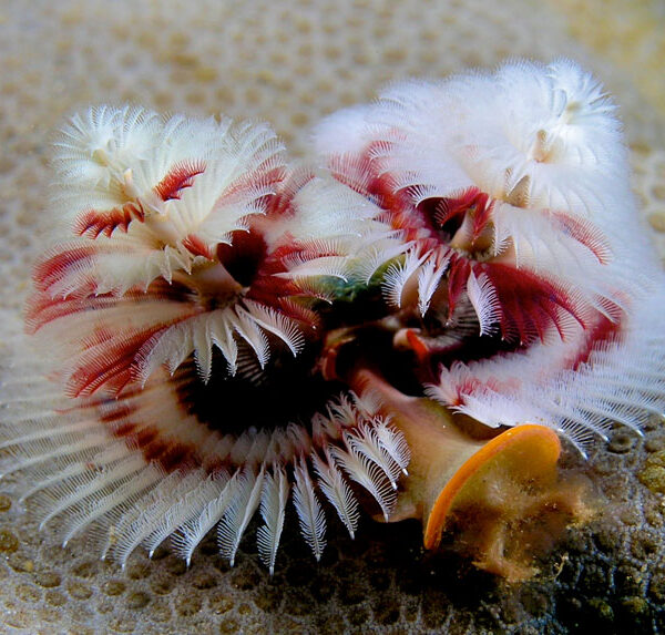 کرم درخت کریسمس