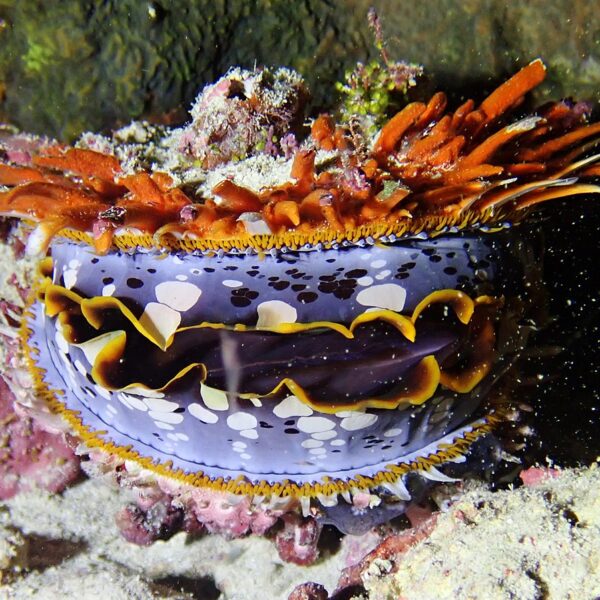 صدف دو کفه ای رنگی