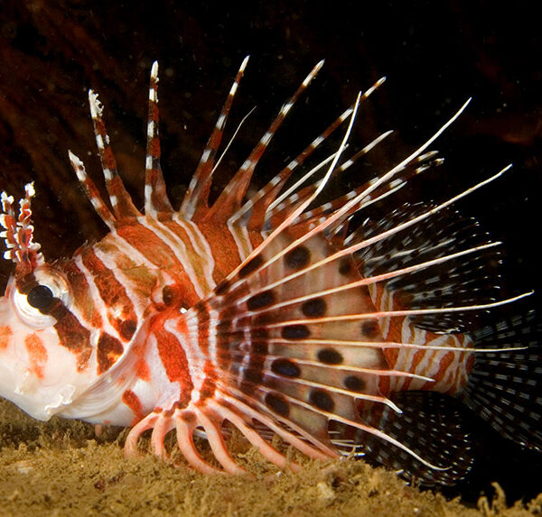 خروس ماهی آنتناتا (Antennata Lionfish)