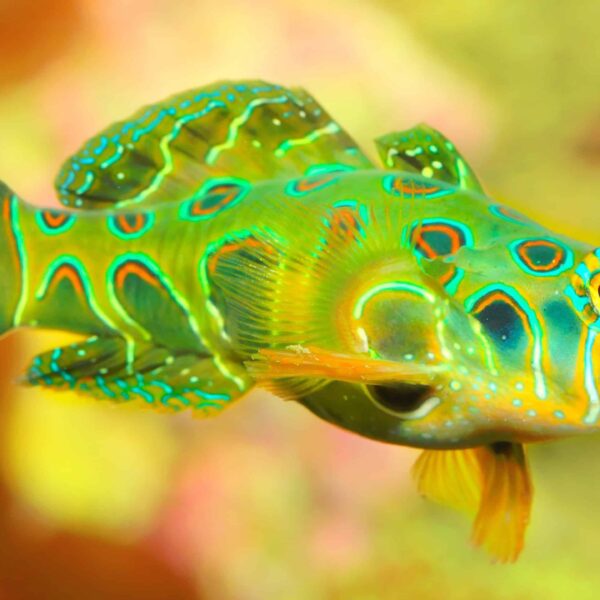 ماندارین خالدار