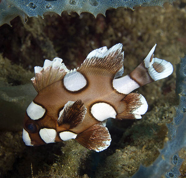 لب شیرین دلقک