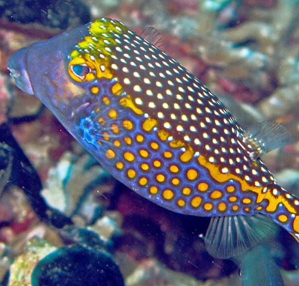 جعبه ماهی ملگریس