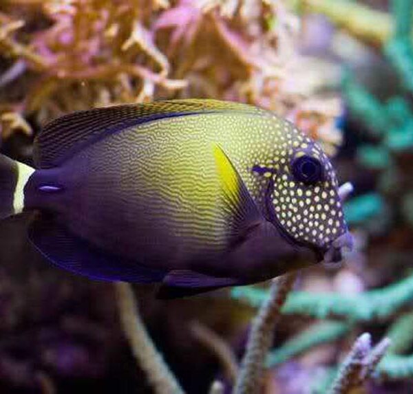 جراح ماهی خال سفید