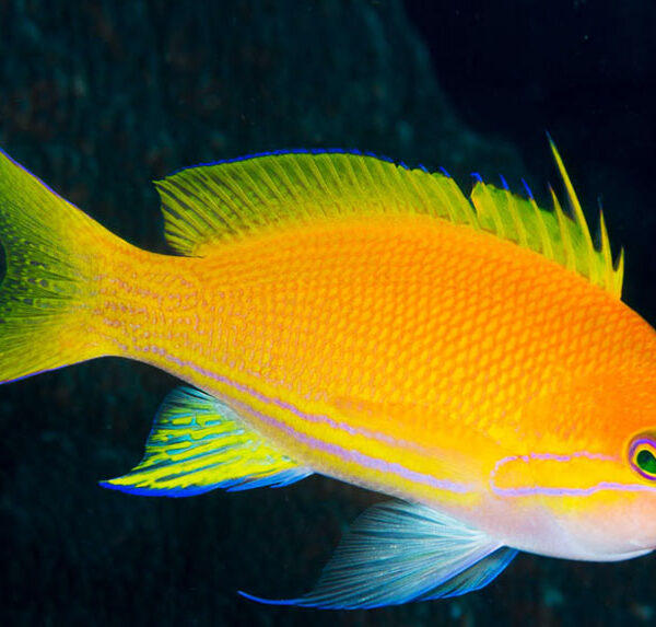 آنتیاس لکه مربعی (نر و ماده)