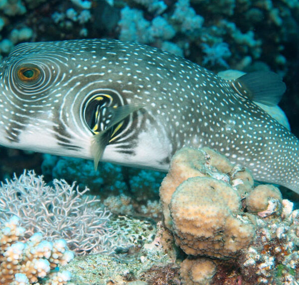 پافر آرترون خال سفید