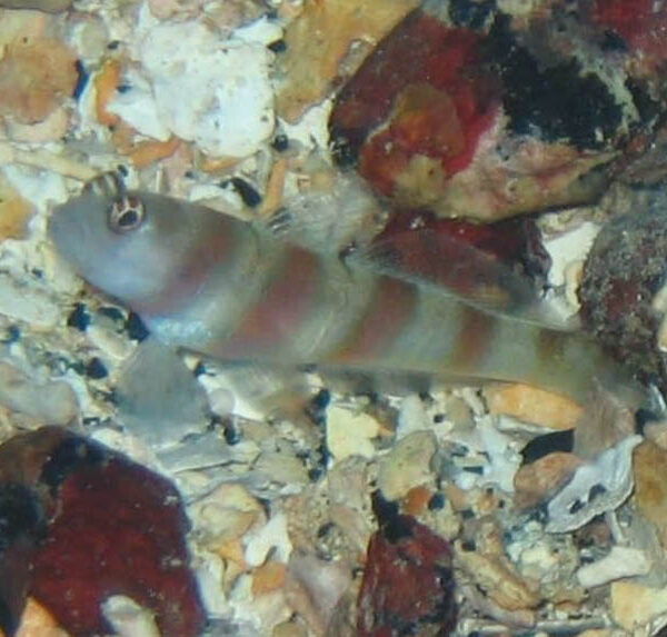 گابی استینیتزی