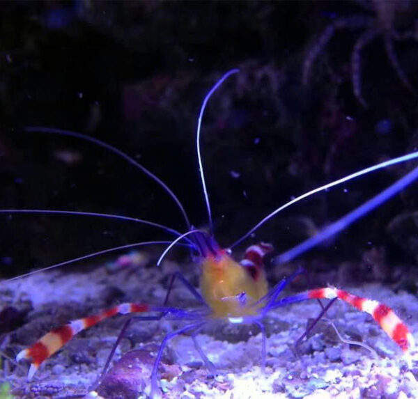 میگو پا آبی نوار زرد