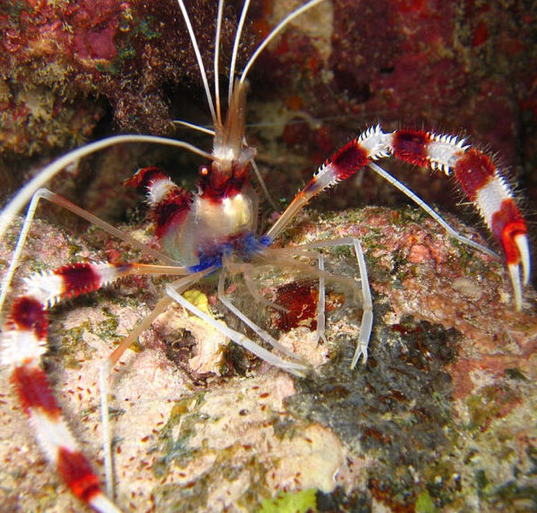 میگو مرجانی نواری (باکسر)