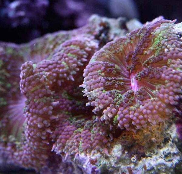 شقایق موکتی کوچک