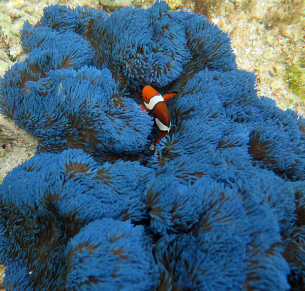 شقایق موکتی غول پیکر آبی