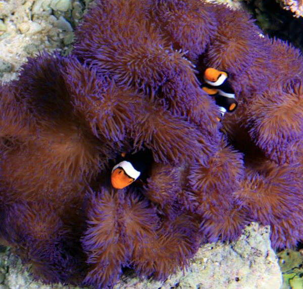 شقایق موکتی غول پیکر بنفش