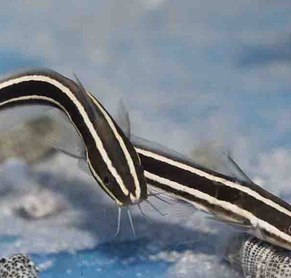 گربه ماهی مرجانی