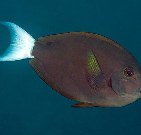 جراح ماهی تامپسون