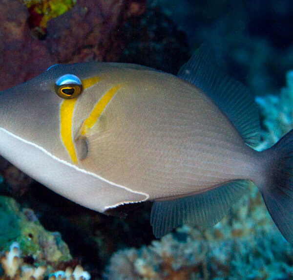 ماشه ماهی بومرنگ