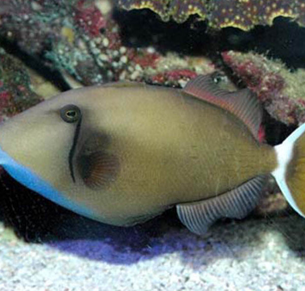 ماشه ماهی دم سفید