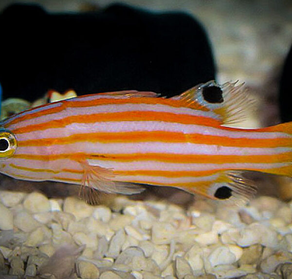 باسلت آبنباتی اقیانوس آرام