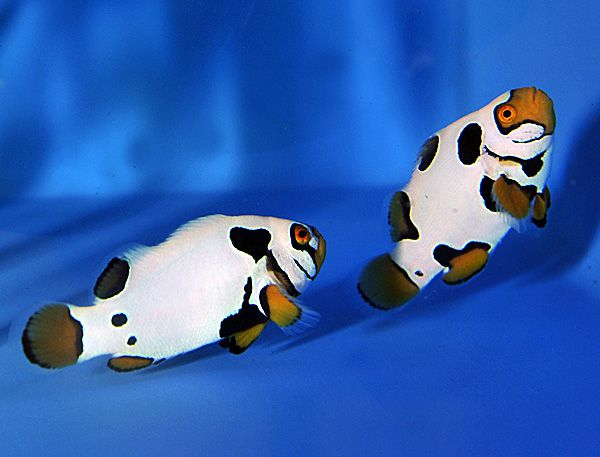 دلقک ماهی پرکولا هملت