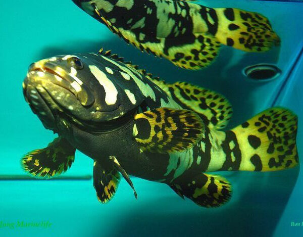 گروپر غول پیکر