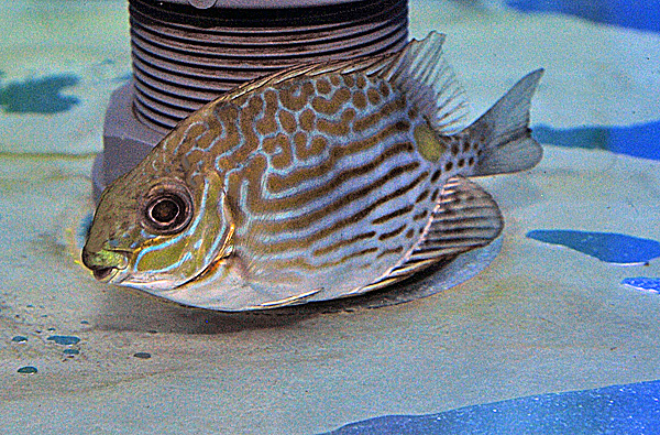 خرگوش ماهی خاردار خط طلایی