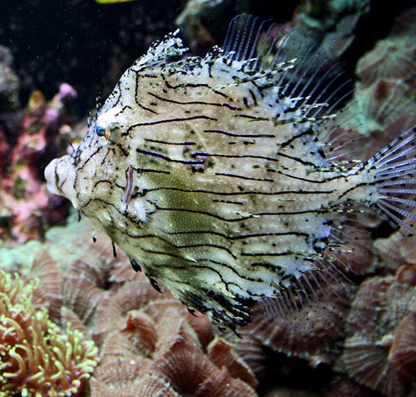 فایل فیش علفی