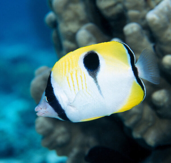 پروانه اشک چشم