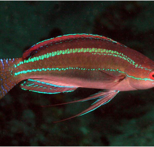 راس نخ باله