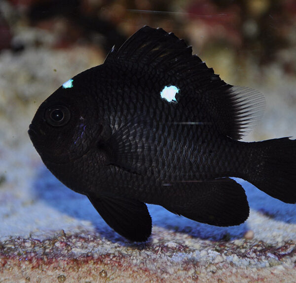 دامسل سه خال