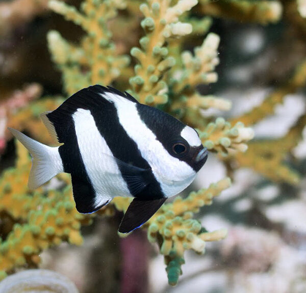 دامسل سه خط