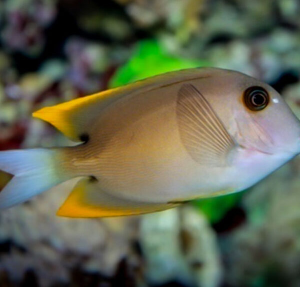 جراح ماهی تومینی