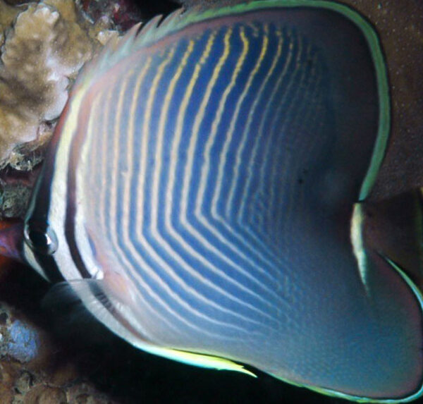 پروانه مثلثی