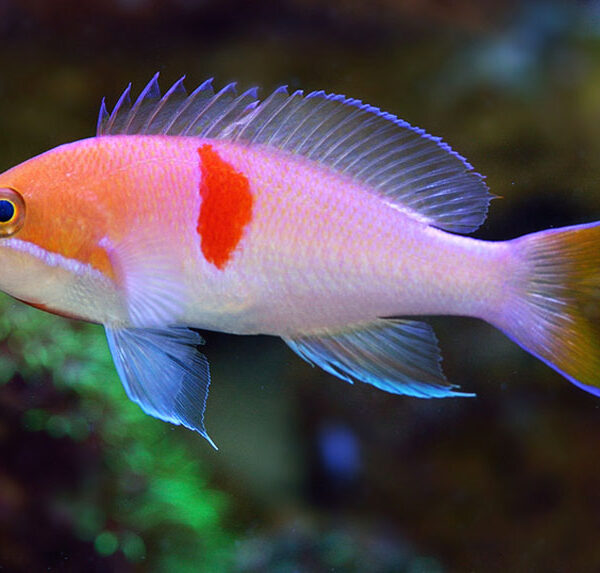 آنتیاس تریکالر