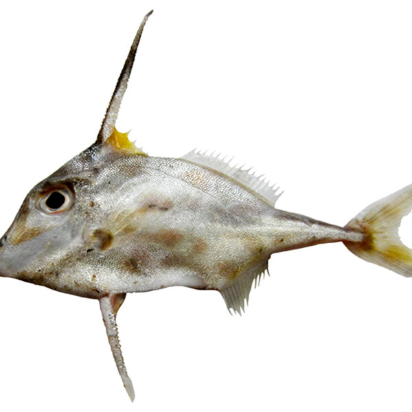 فایل فیش سه پایه بلوخ