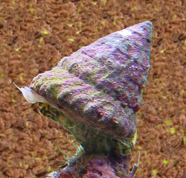 حلزون توربو هرمی