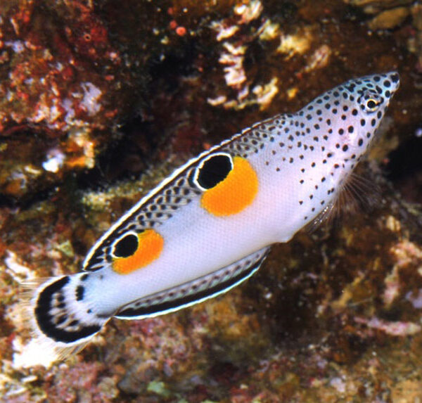 راس کوریس دو خال