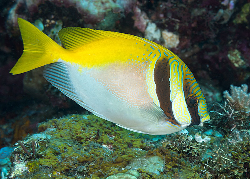 خرگوش ماهی دو خط