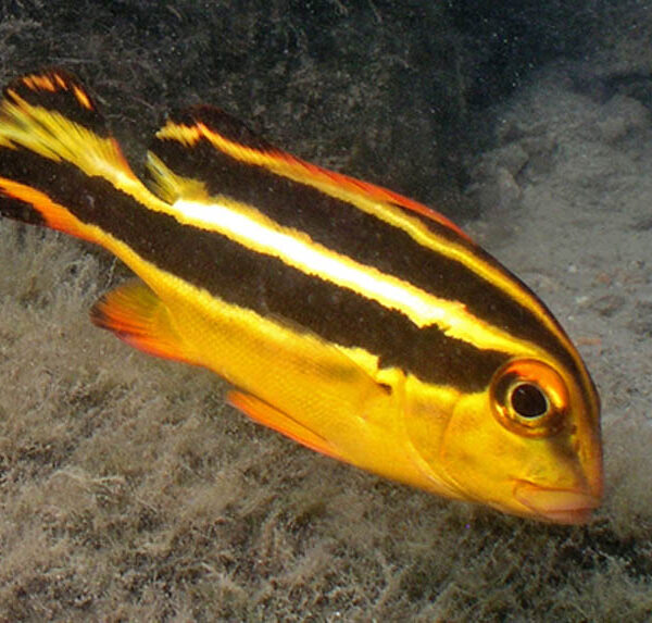 لب شکری دو خط