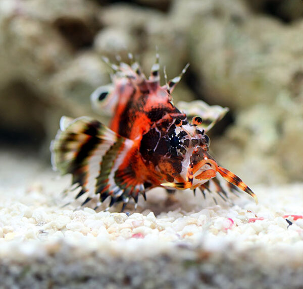 خروس فومانچو (دوخال)