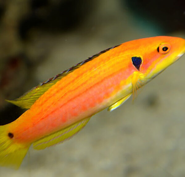 هاگ فیش دو خال